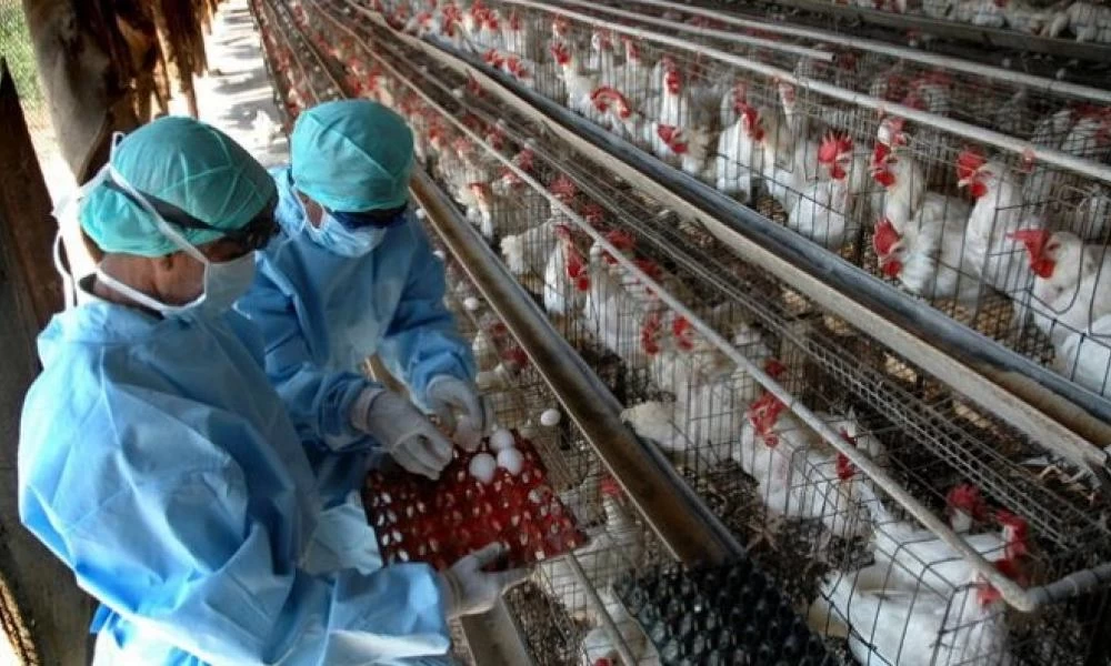 ΚΥΑ: Στον αναπτυξιακό και οι επιχειρήσεις του πτηνοτροφικού κλάδου